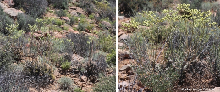 Tylecodon wallichii ssp. wallichii in habitat. Photo Alexey Yakovlev